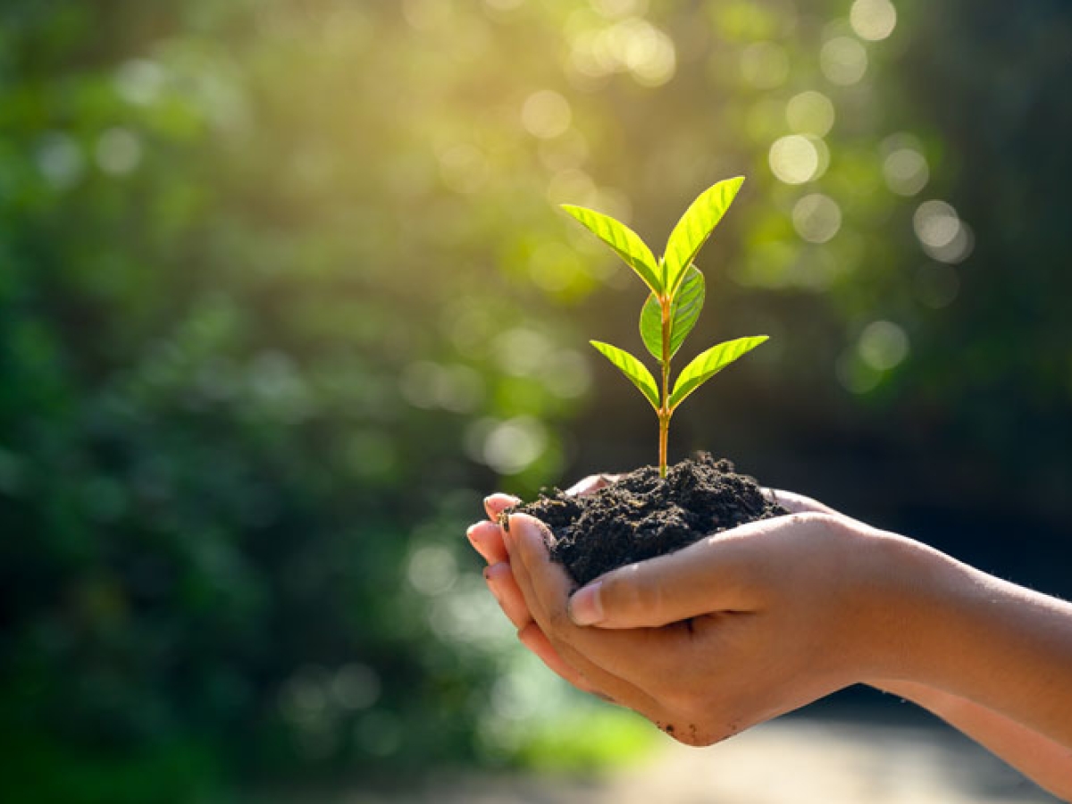 Hands holding a newly sprouted plant Hands holding a newly sprouted plant