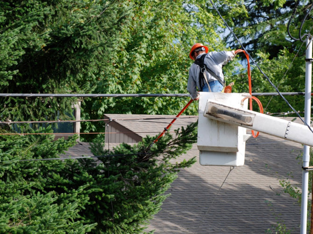 Trees being trimmed around a powerline